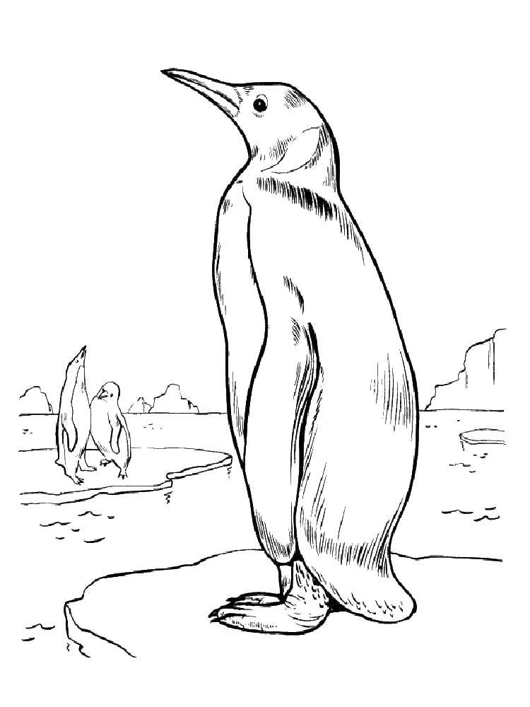 Розмальовки  Пінгвінчик. Завантажити розмальовку тварини, пінгвіни.  Роздрукувати ,пінгвін,