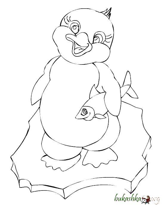Coloring Penguin. Category cartoons. Tags:  animals, penguins.