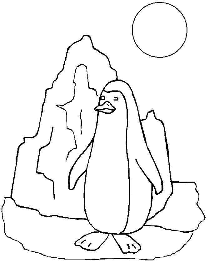 Название: Раскраска Пингвинчик. Категория: пингвин. Теги: животные, пингвины.