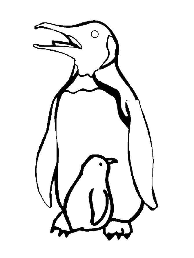 Название: Раскраска Пингвинчик. Категория: пингвин. Теги: животные, пингвины.