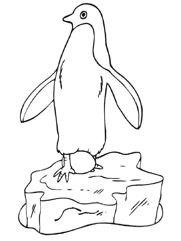 Coloring Penguin. Category the penguin. Tags:  animals, penguins.