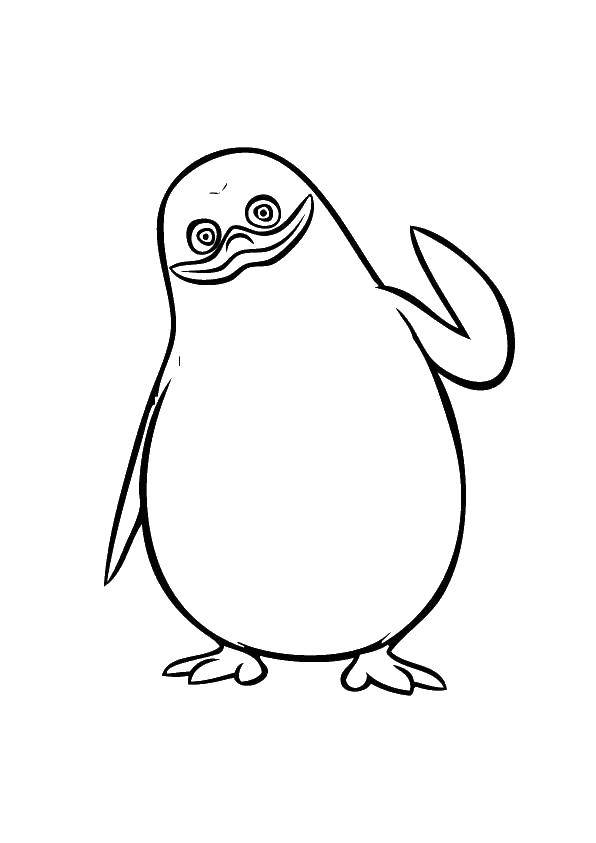 Раскраски пингвин скачать и распечатать