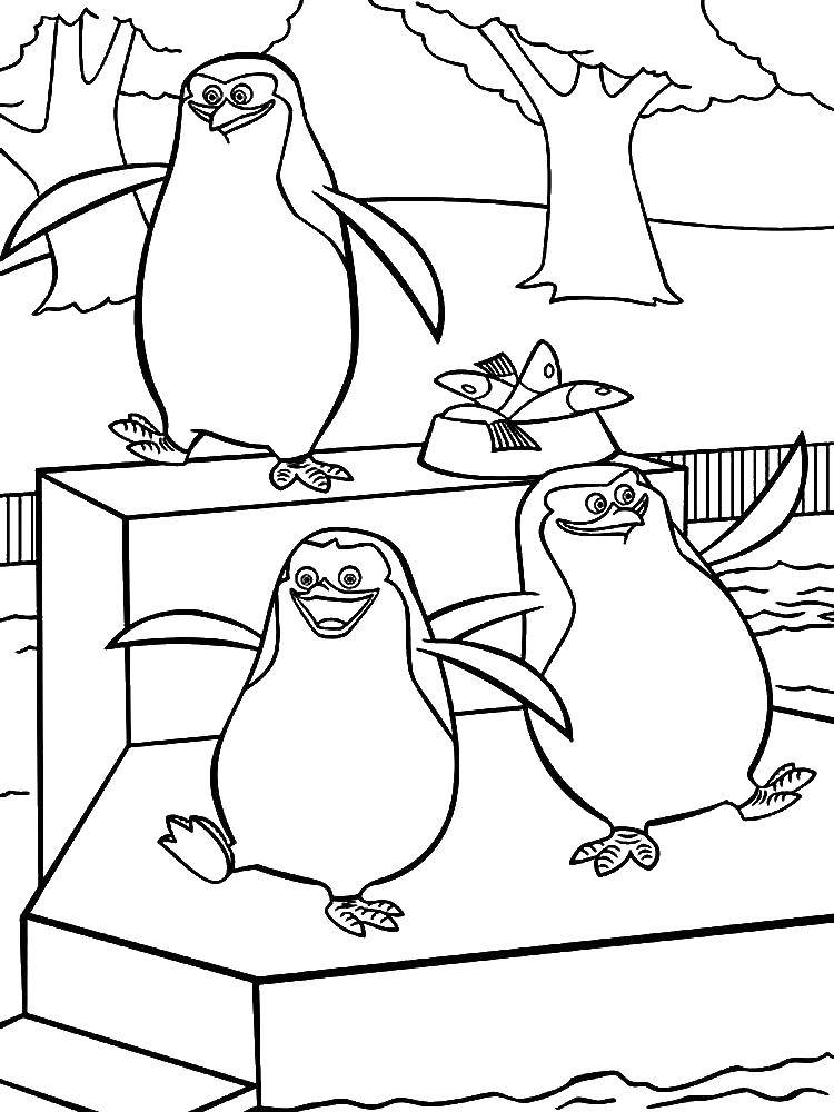Название: Раскраска Пингвины мадагаскара. Категория: пингвин. Теги: животные, пингвины.