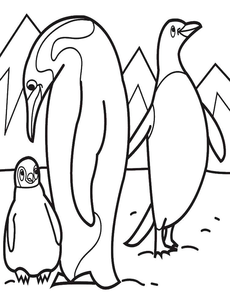 Coloring Penguins. Category the penguin. Tags:  animals, penguins.