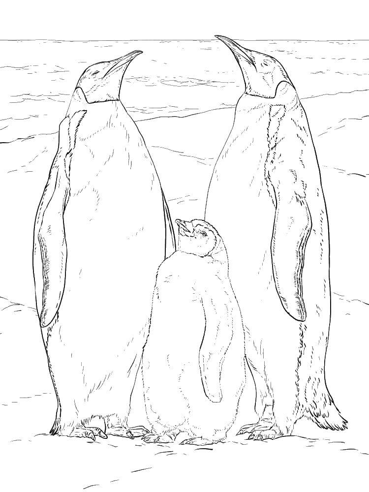 Coloring Penguins. Category the penguin. Tags:  animals, penguins.