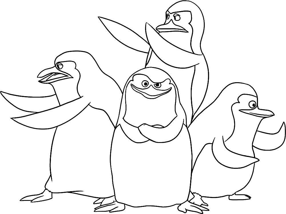 Название: Раскраска Пингвины. Категория: мультфильмы. Теги: мультфильмы, Мадагаскар, животные, пингвины.