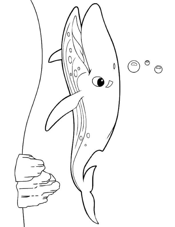 Название: Раскраска Кашалот. Категория: морское. Теги: Подводный мир, рыба, кит.
