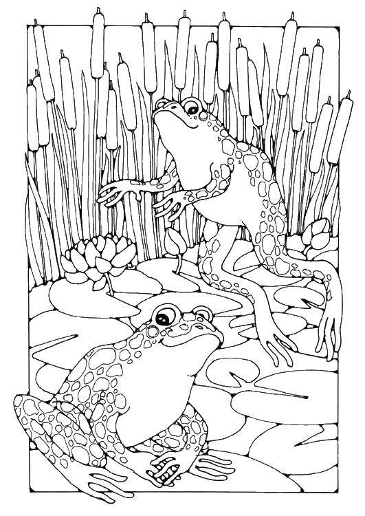 Coloring Frog in the reeds. Category Animals. Tags:  animals, frog.