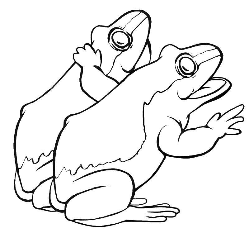 Coloring Frogs. Category Animals. Tags:  animals, frogs.