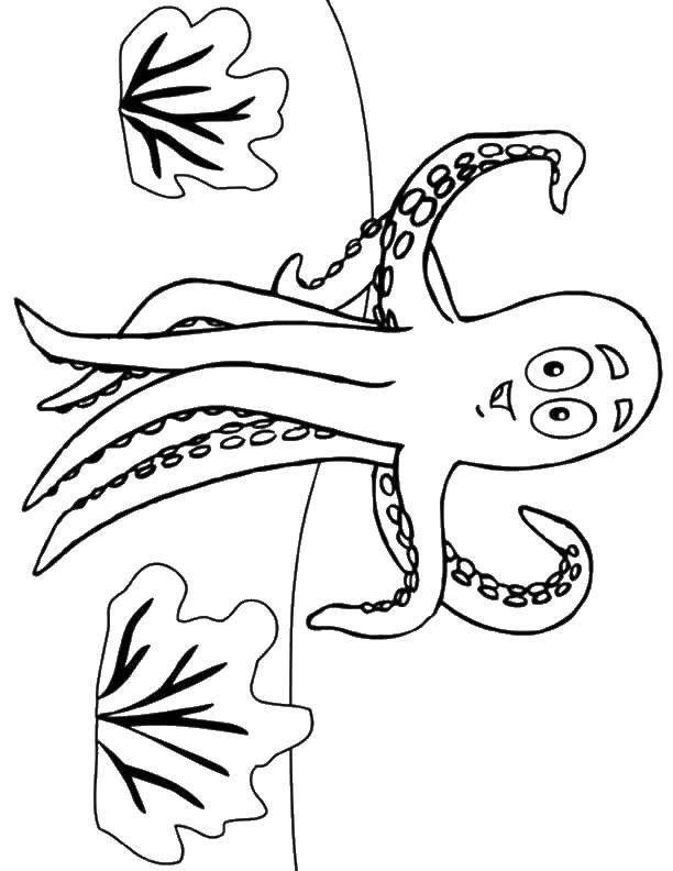 Название: Раскраска Осьминог. Категория: морское. Теги: Подводный мир, осьминог.