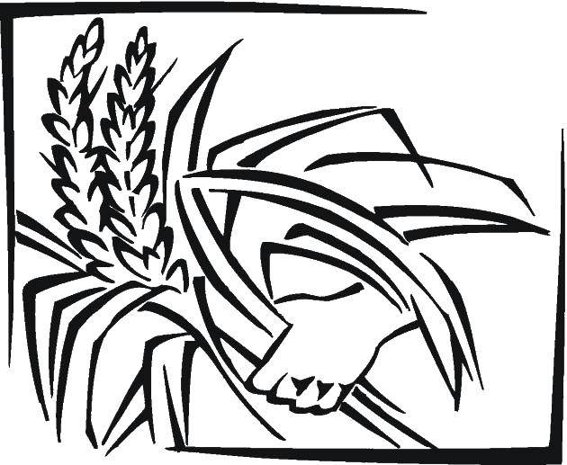 Coloring Ears. Category The plant. Tags:  plants, ears of corn.