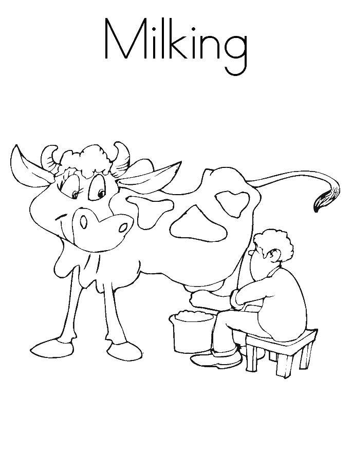 Название: Раскраска Корову доят. Категория: Молоко. Теги: корова, молоко.