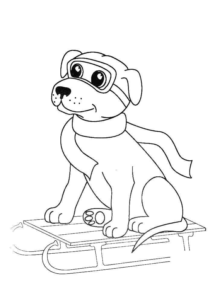 Coloring Dog sledding. Category Pets allowed. Tags:  the dog.