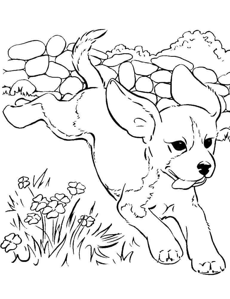 Название: Раскраска Пес бежит среди цветов. Категория: домашние животные. Теги: собака.