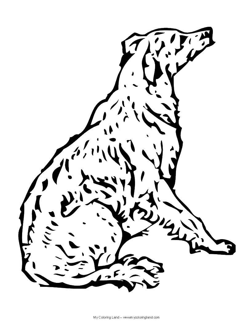 Coloring Dog. Category Animals. Tags:  Animals, dog.