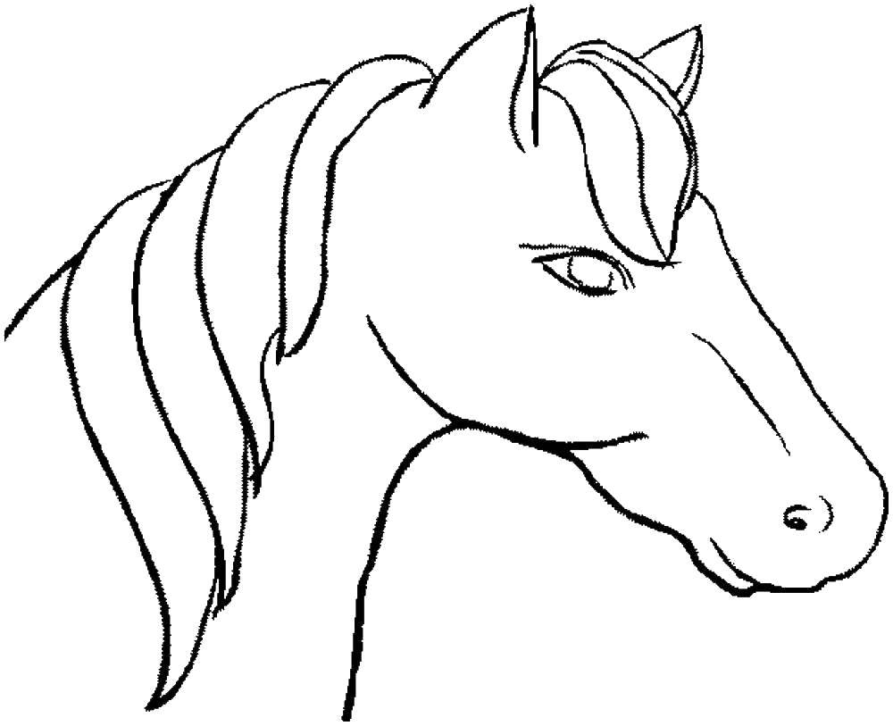 Название: Раскраска Лошадь. Категория: лошади. Теги: Лошадь.