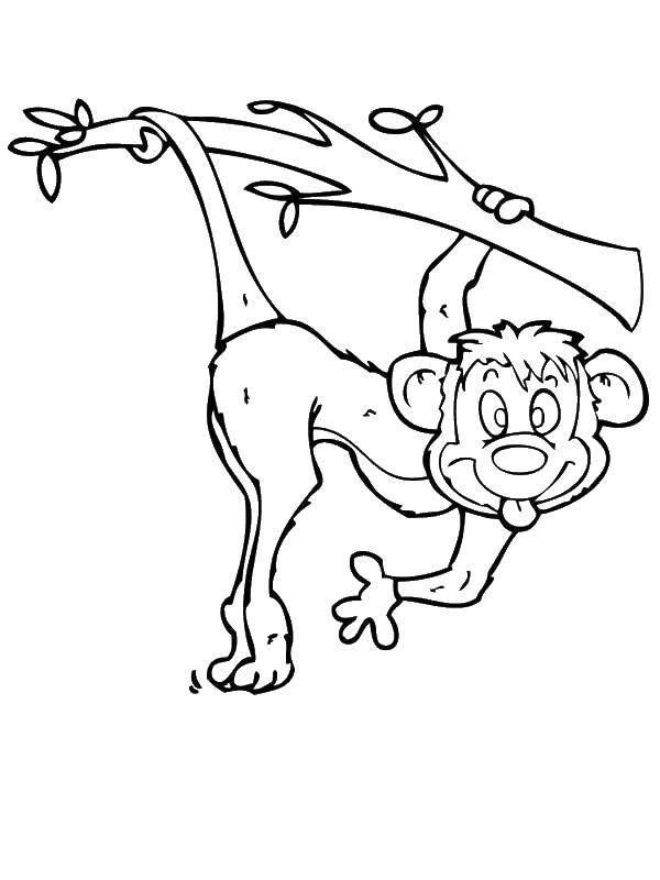 Название: Раскраска Смешная обезьянка. Категория: Животные. Теги: Животные, обезьянка.