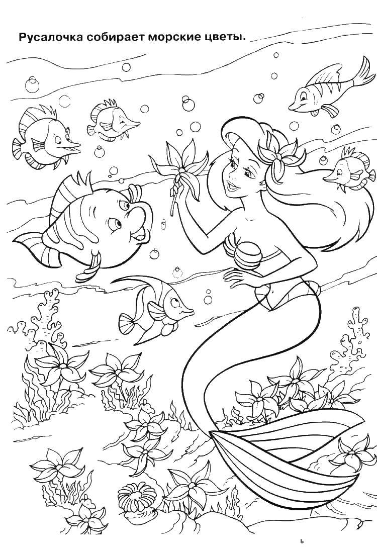 Розмальовки  Аріель збирає квіти. Завантажити розмальовку Аріель, русалка.  Роздрукувати ,Діснеївські мультфільми,