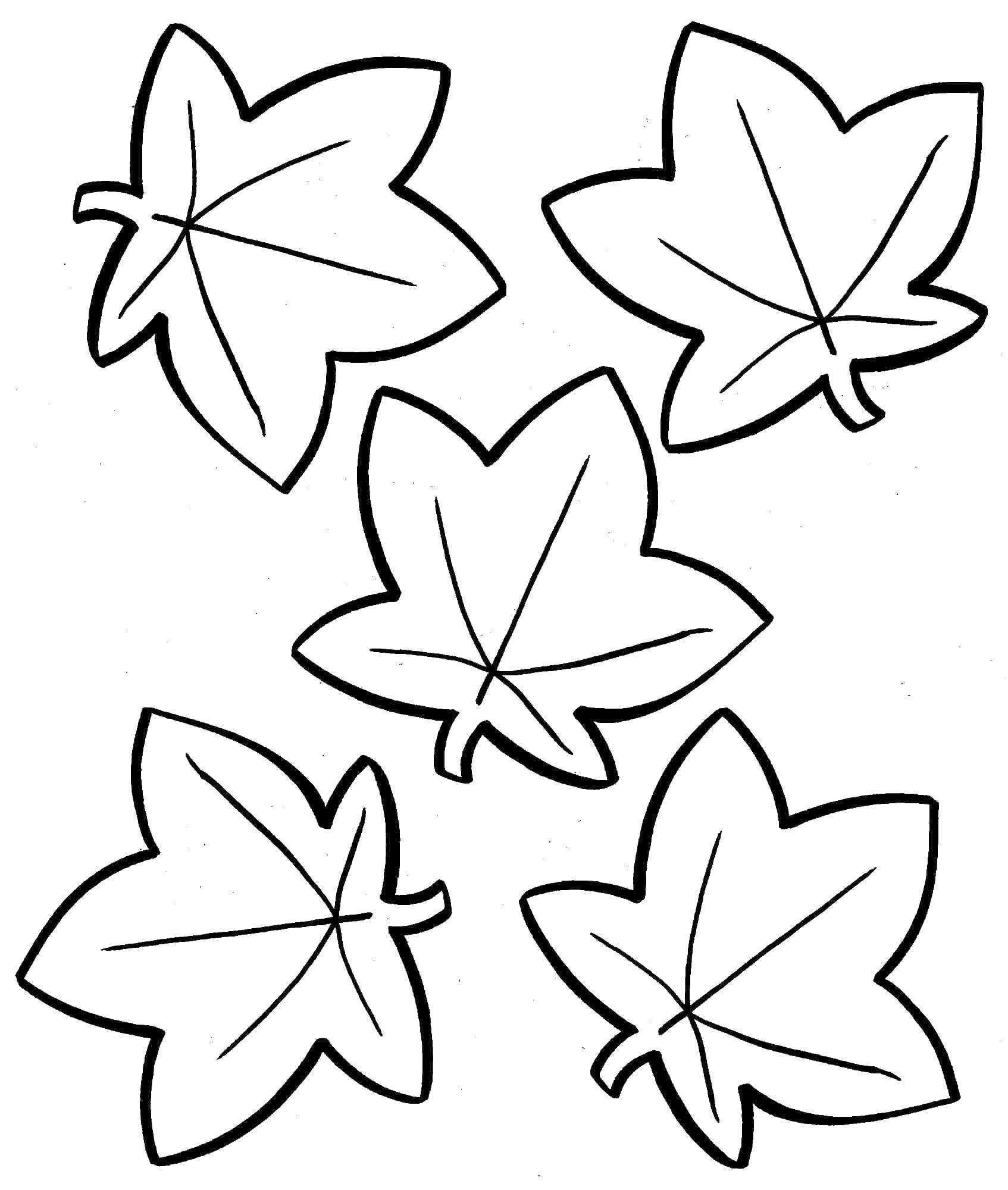 Изображения по запросу Раскраска осенние листья