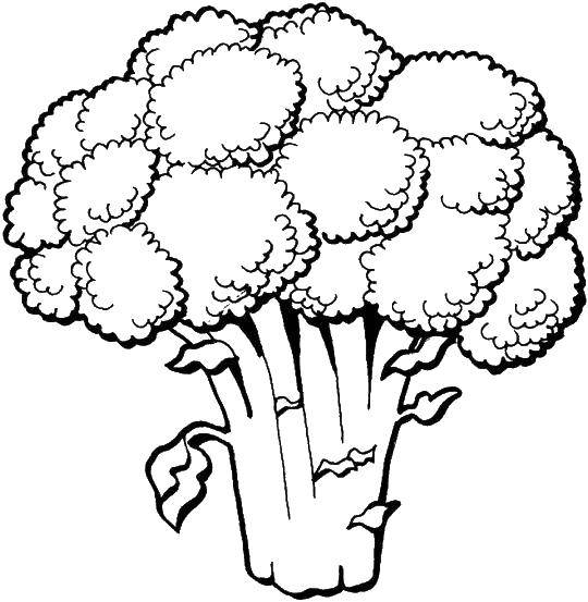 Coloring Broccoli. Category Vegetables. Tags:  vegetables, broccoli.