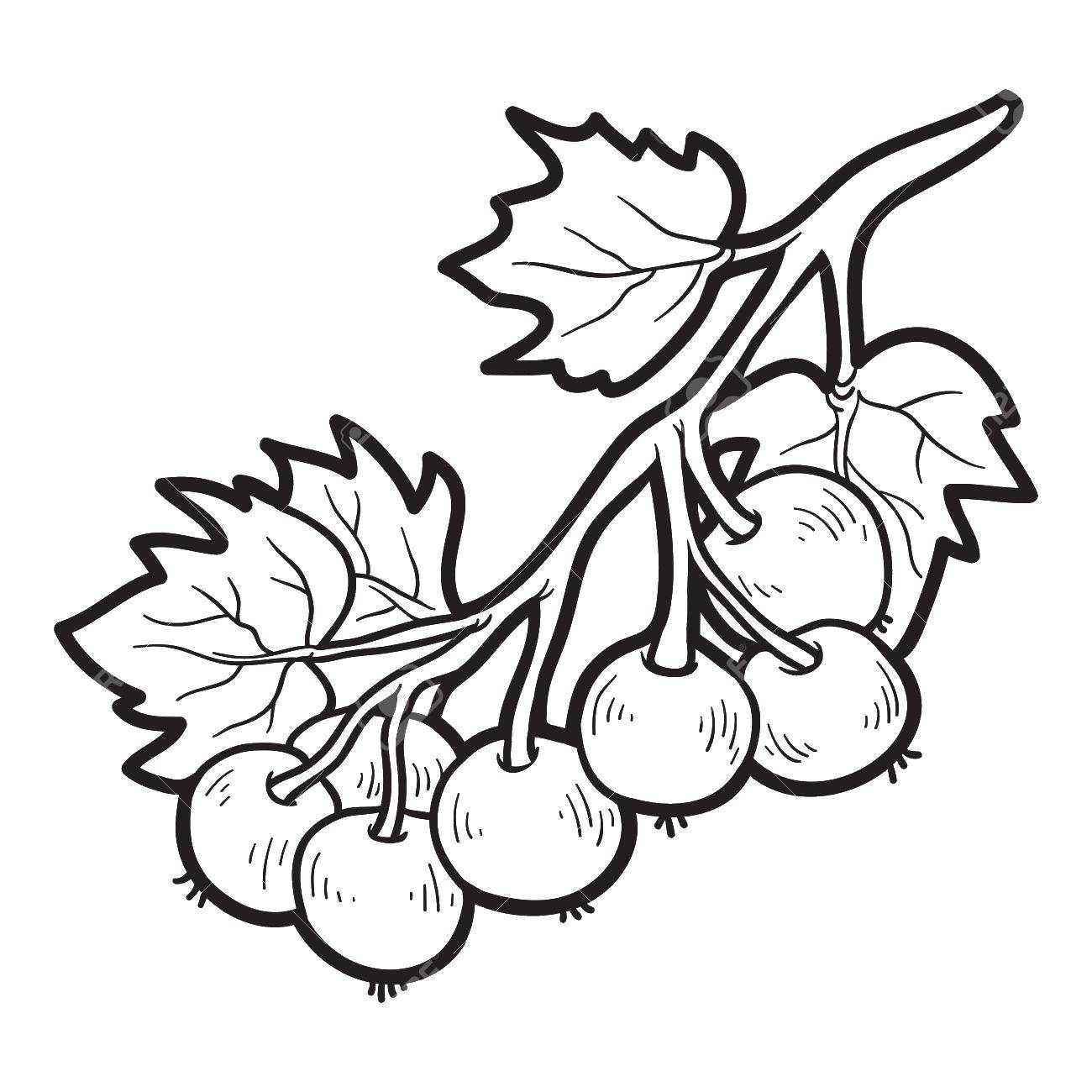 Coloring Currants. Category berries. Tags:  Berries.