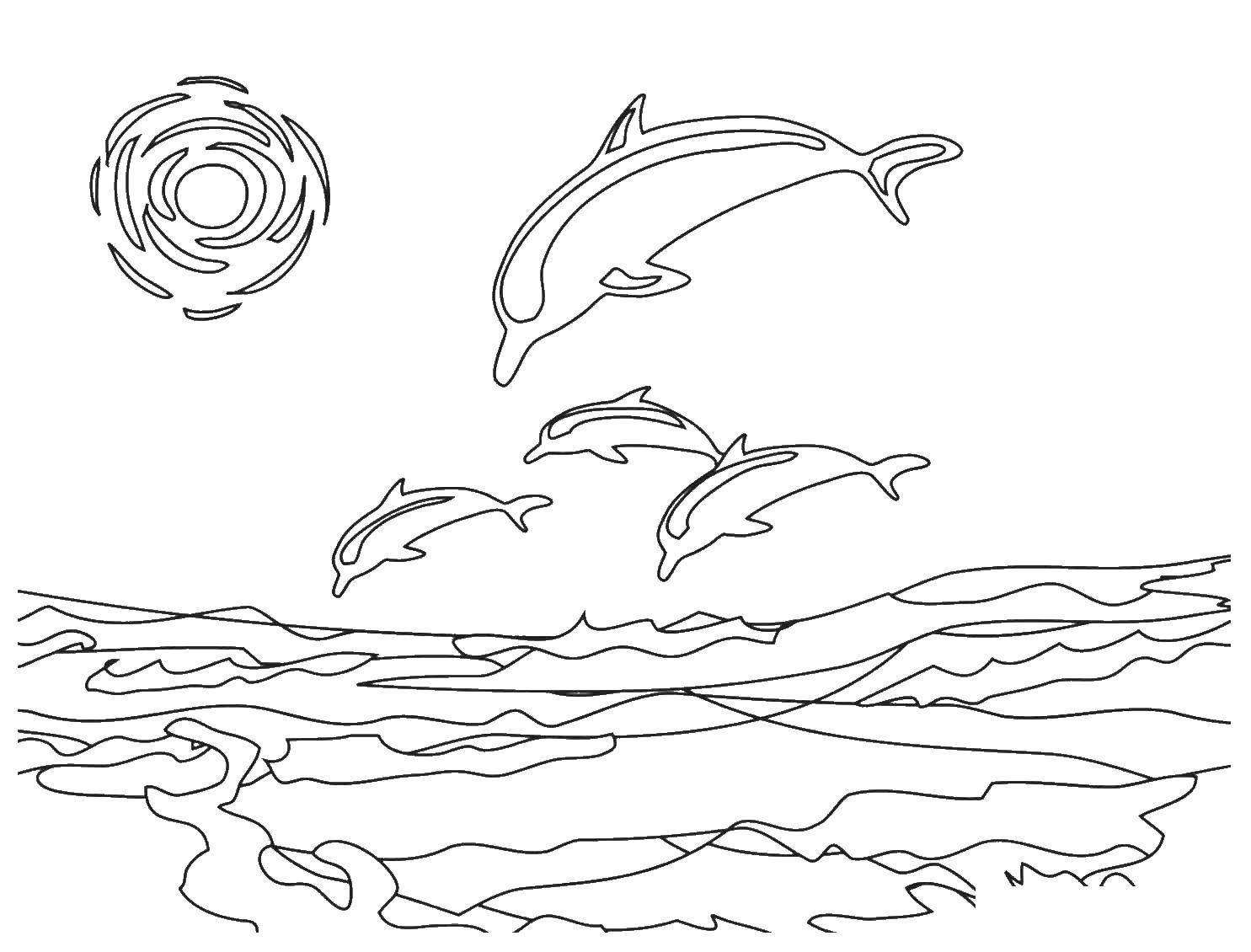 Название: Раскраска Дельфины. Категория: дельфины. Теги: Дельфины.