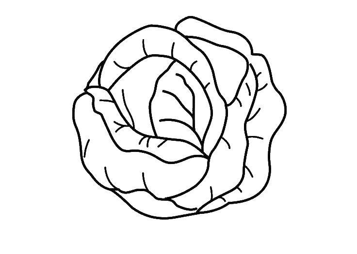 Coloring Cabbage. Category Vegetables. Tags:  vegetables, cabbage.