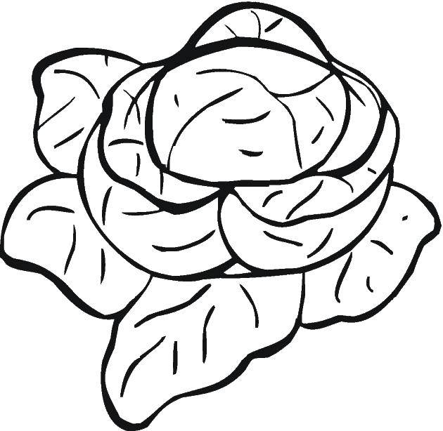 Coloring Cabbage. Category Vegetables. Tags:  cabbage, vegetables.