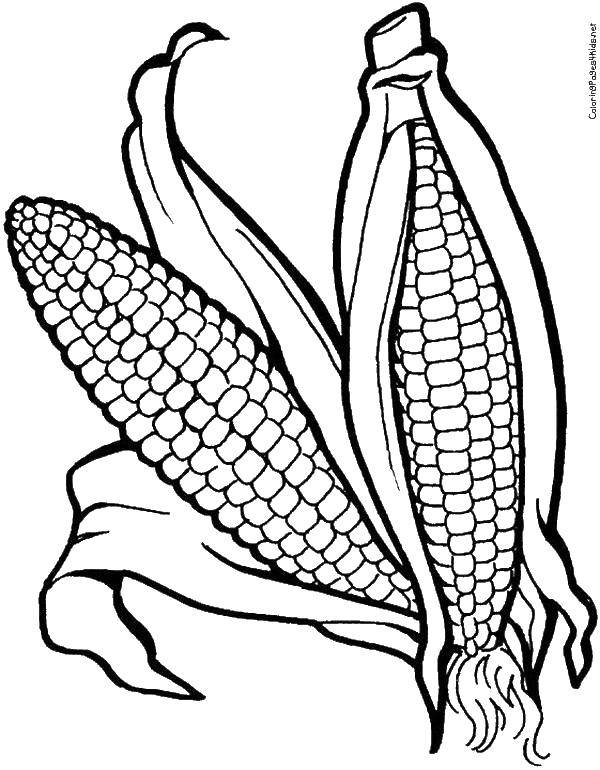 Название: Раскраска Кукуруза. Категория: Еда. Теги: еда, кукуруза.