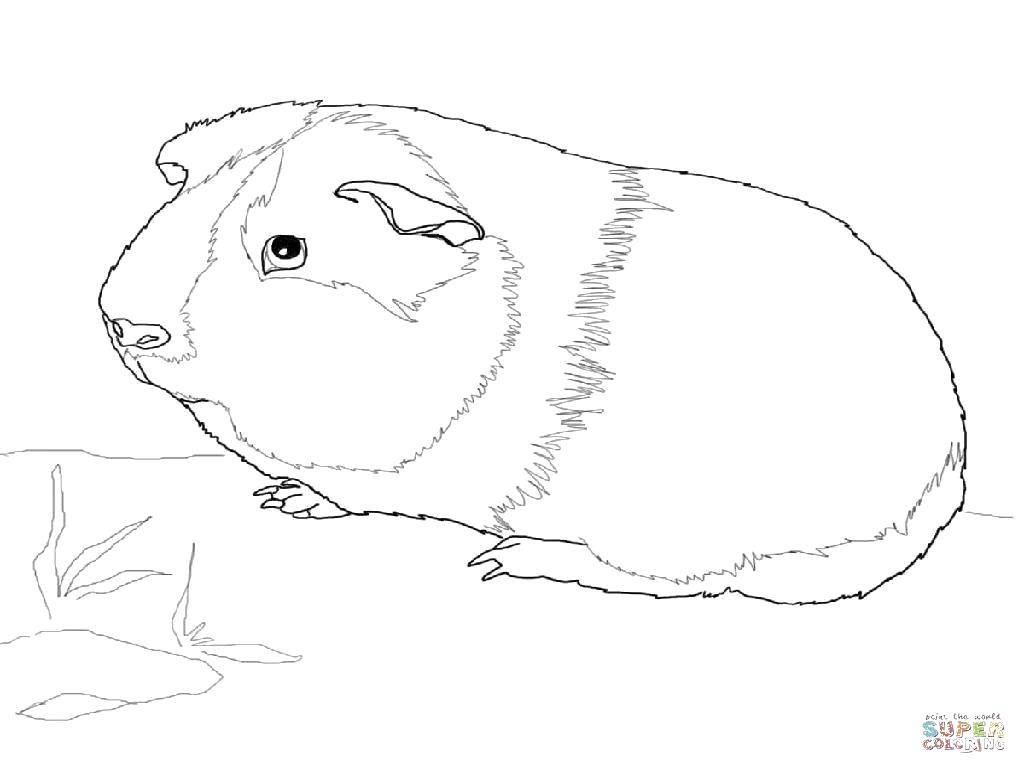 Coloring Guinea pig. Category Animals. Tags:  Animals, Guinea pig.