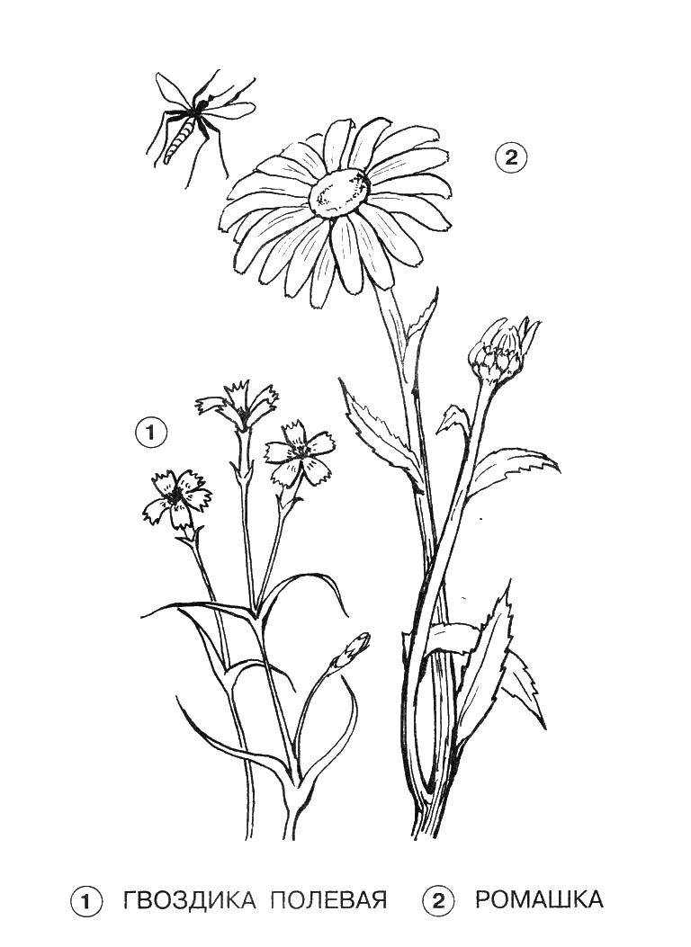 Название: Раскраска Гвоздика полевая, ромашка. Категория: цветы. Теги: цветы, растения, цветок.