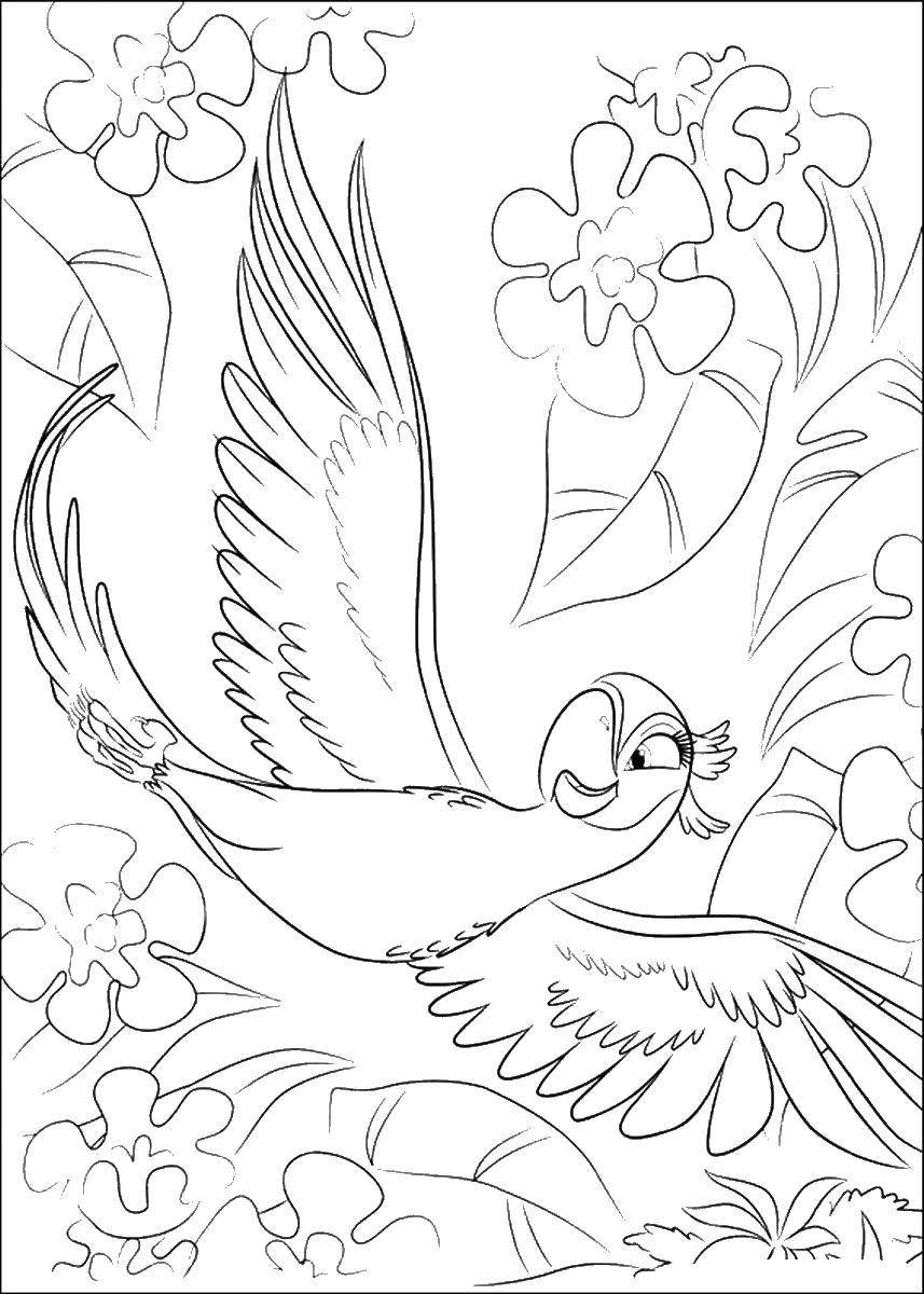 Розмальовки  Перлинка папуга кохана голубчика. Завантажити розмальовку Перлинка, Голубчику, папуга, Ріо.  Роздрукувати ,ріо,