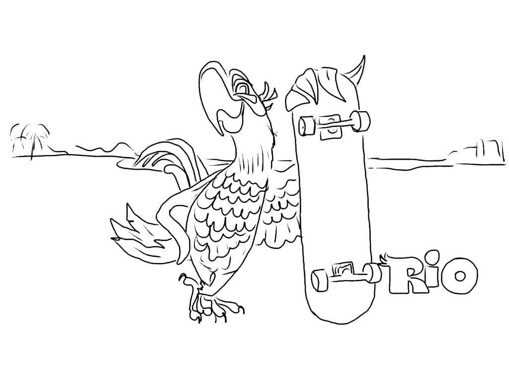 Название: Раскраска Голубчик попугай катается на скейтборде. Категория: рио. Теги: Голубчик , попугай, голубой ара.