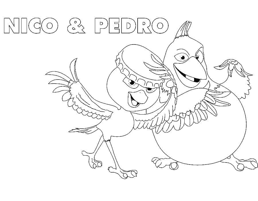 Название: Раскраска Нико и педро. Категория: рио. Теги: Персонаж из мультфильма.