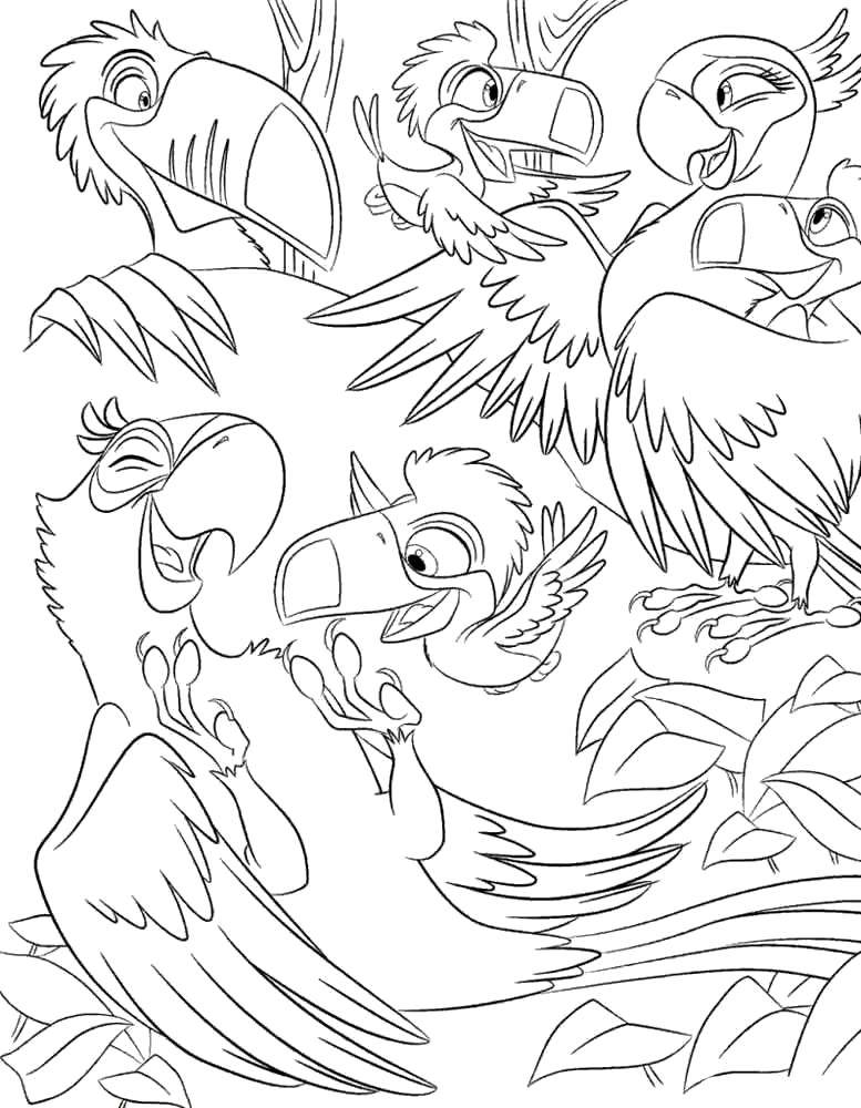 Coloring Birds. Category Rio . Tags:  Cartoon character.