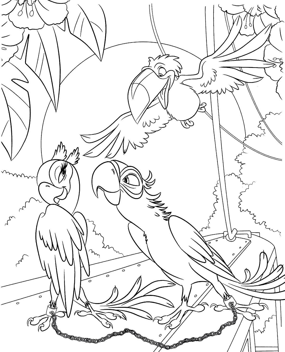 Опис: розмальовки  Голубчик і перлинка. Категорія: ріо. Теги:  ріо, блакитний ара, папуга.