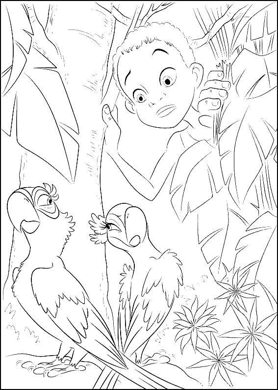 Опис: розмальовки  Хлопчик знайшов папуг. Категорія: ріо. Теги:  ріо, блакитний ара, папуга.