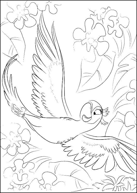 Розмальовки  Перлинка папуга кохана голубчика. Завантажити розмальовку ріо, блакитний ара, папуга.  Роздрукувати ,ріо,