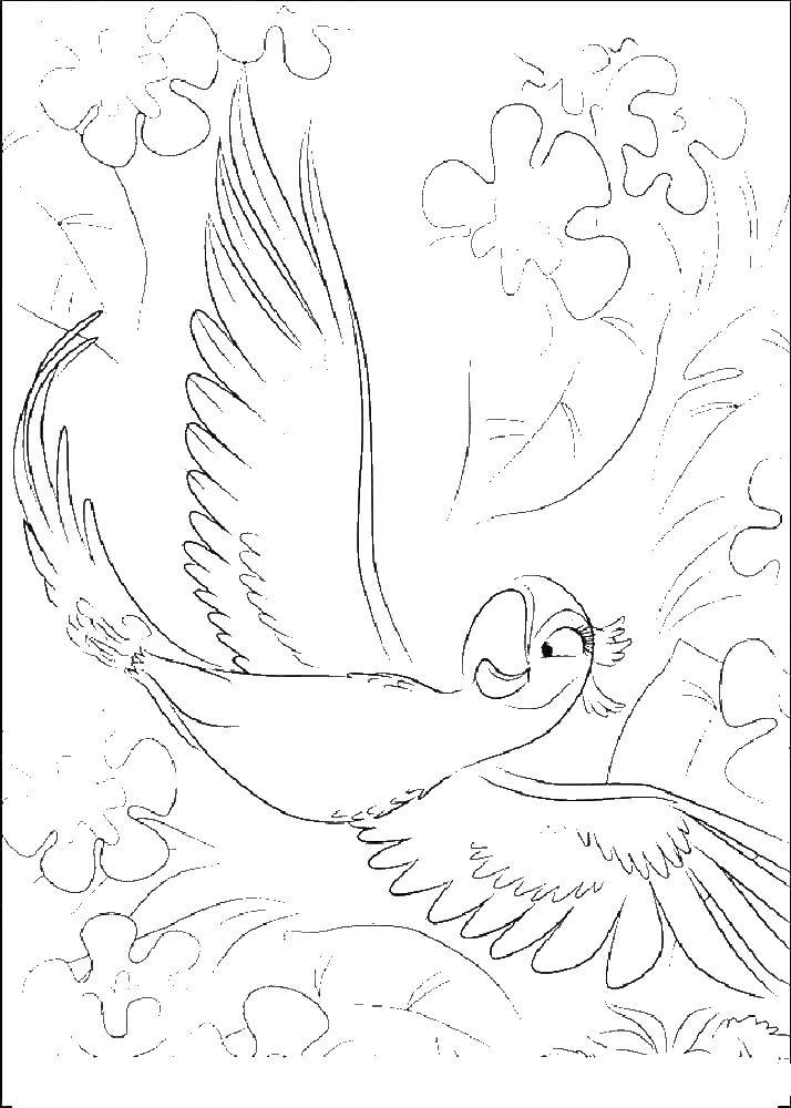 Опис: розмальовки  Перлинка, дружина папугу голубчика. Категорія: ріо. Теги:  Перлинка, Ріо, Голубчику.