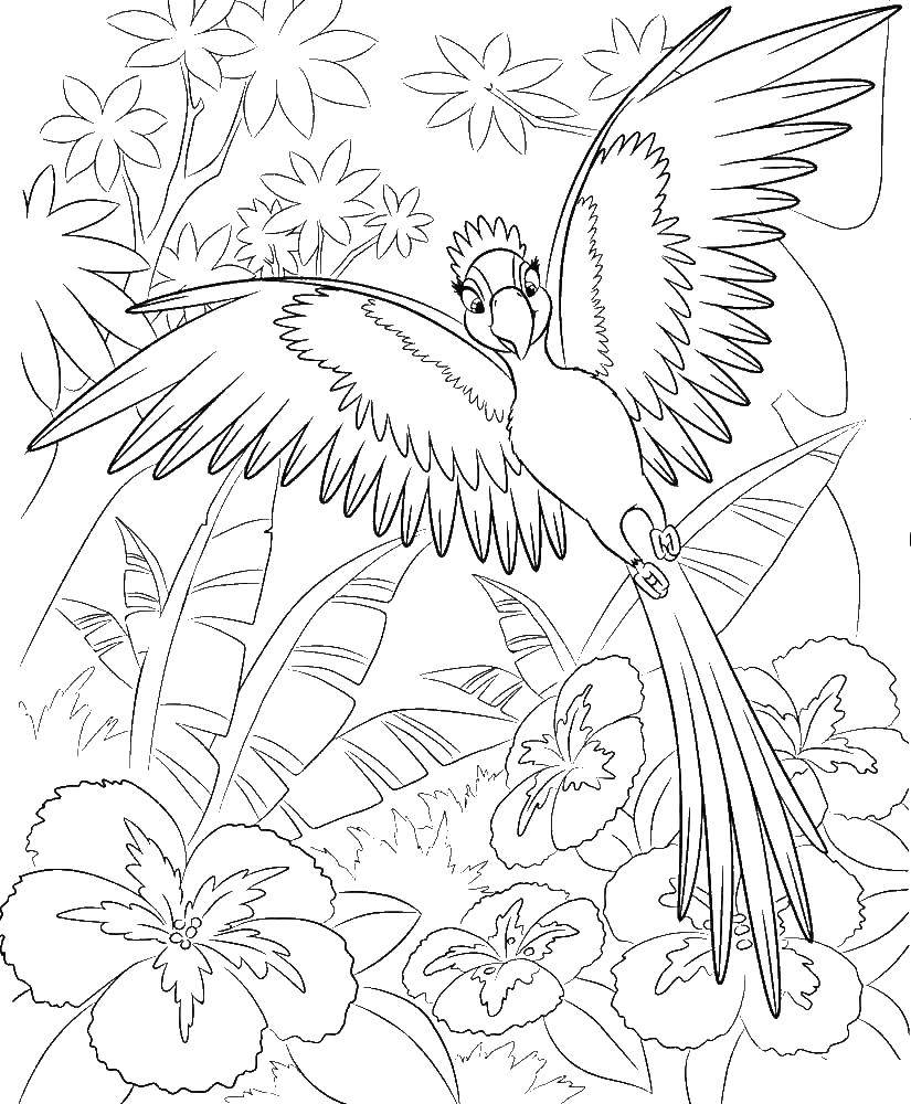 Coloring Jewel parrot lover dear. Category Rio . Tags:  Jewel, Blu , parrot, .