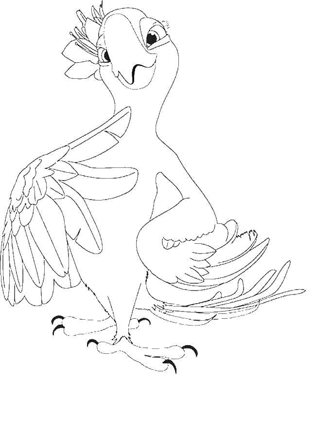 Название: Раскраска Жемчужинка попугай возлюбленная голубчика. Категория: рио. Теги: Жемчужинка, Голубчик , попугай, .