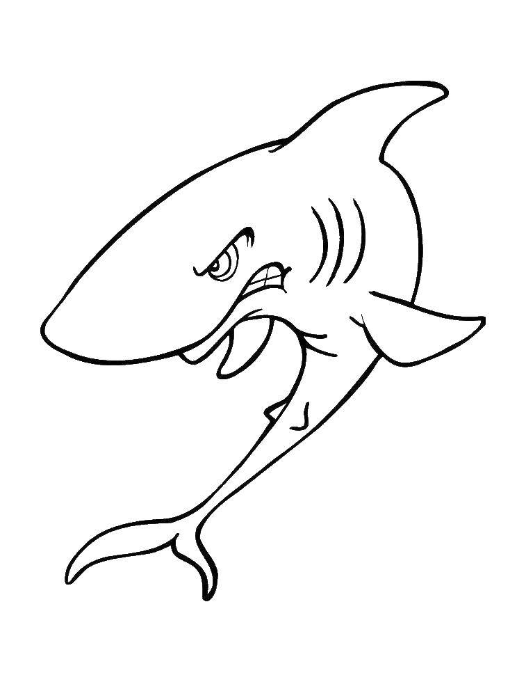 Название: Раскраска Акула. Категория: тетрадь. Теги: акула, клыки, плавник.
