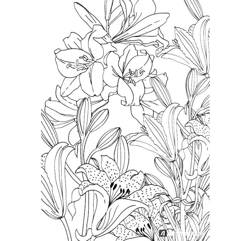 Coloring Lilies. Category flowers. Tags:  lilies, flowers.