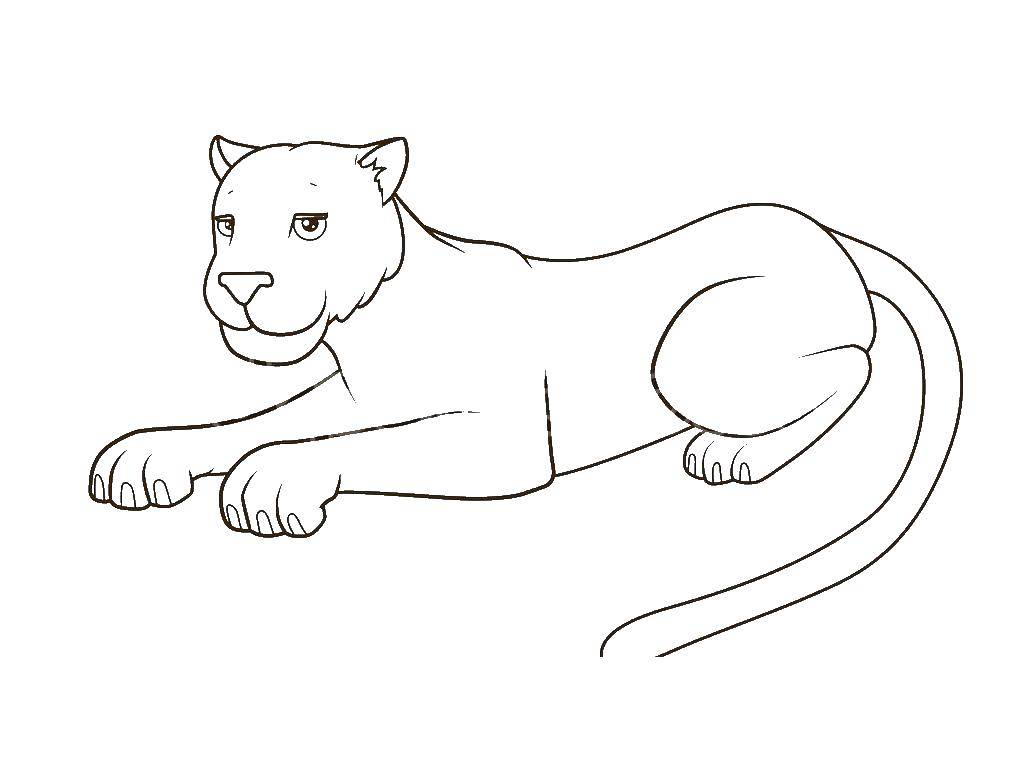 Coloring Panther. Category Animals. Tags:  Panther.
