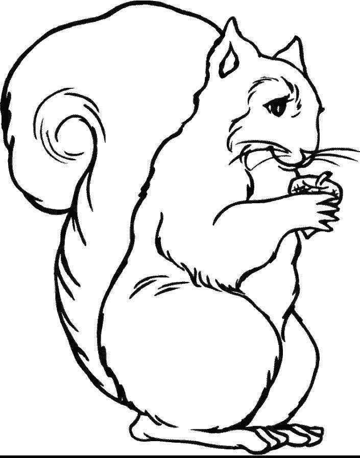 Coloring A squirrel with a nut. Category Animals. Tags:  protein, nuts.