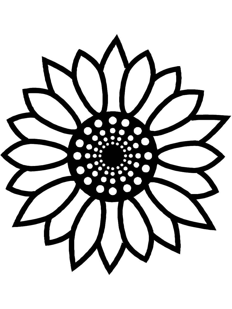 Coloring Sunflower. Category flowers. Tags:  sunflower, flowers.
