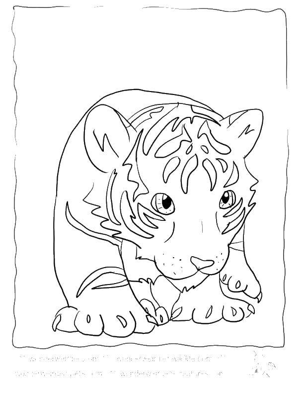 Coloring Tiger. Category Wild animals. Tags:  the tiger.