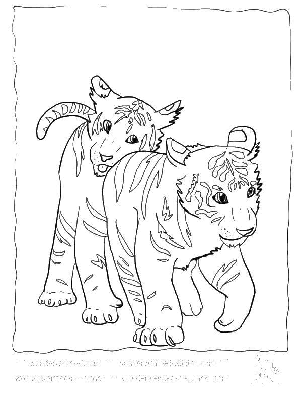 Coloring Tigers. Category Wild animals. Tags:  the tigers.