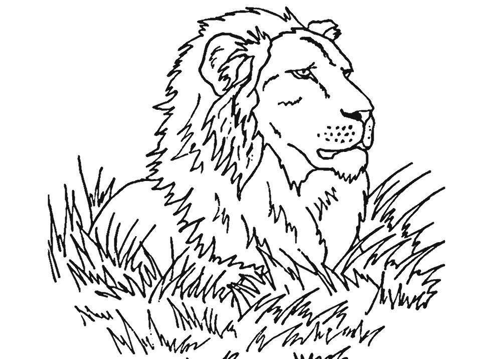 Coloring Lion in the grass. Category Wild animals. Tags:  lion, grass, mane.