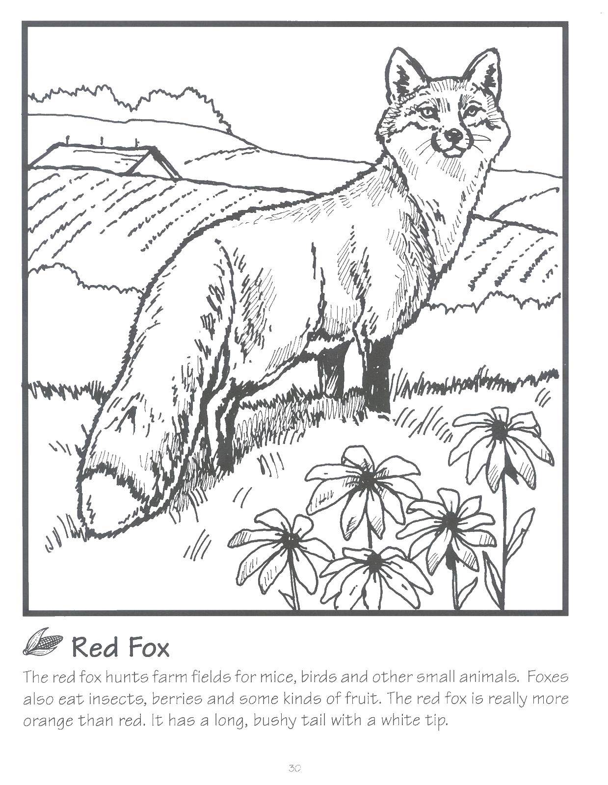 Coloring Fox in the box. Category Wild animals. Tags:  Fox, field, chamomile.